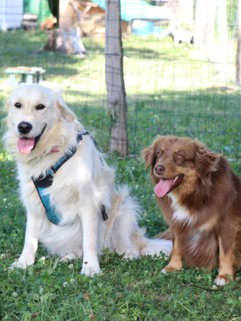 Garderie Pension Canine Bourgoin Jallieu L isle Aux Chiens Garderie Pension Canine Bourgoin Jallieu L isle Aux Chiens