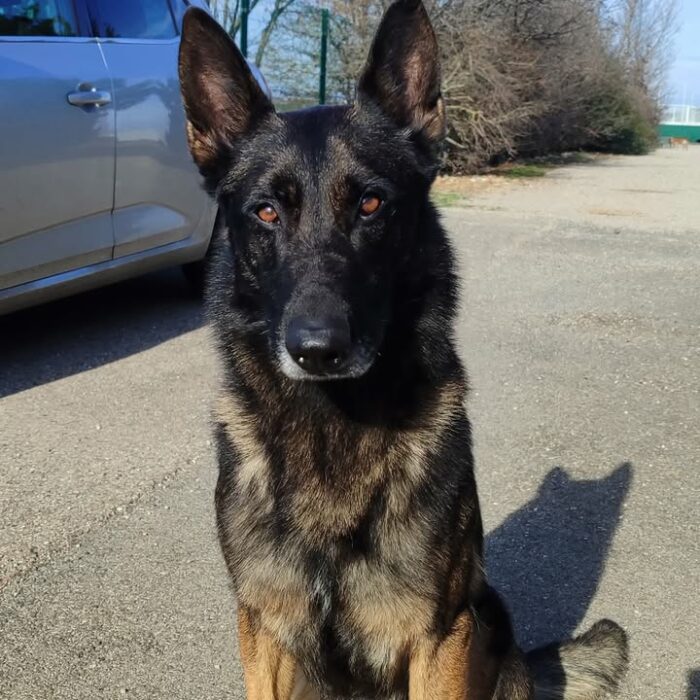 Bonjour, voici un top chien à ladoption !

Je vous présente Nitro, croisé berger belge /berger allemand... Âgé de 7ans et demi..
Chien de recherche retraité de la Police, sociable, surtout avec ses congénères, plein dénergie, adore les balades, très calme une fois à la maison...
Nitro est a adopter...

Si vraiment intéressé;
Merci de contacter Didier au 06. 66. 09. 11. 71
Brady956@gmail.com