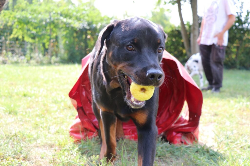 Centre d’éducation et de loisirs pour chiens Trept